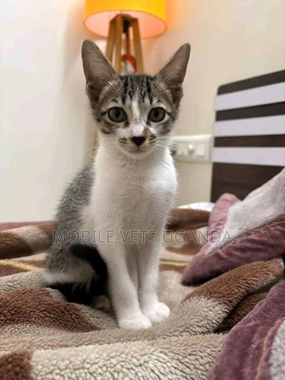 3-6 months Male Purebred Tonkinese