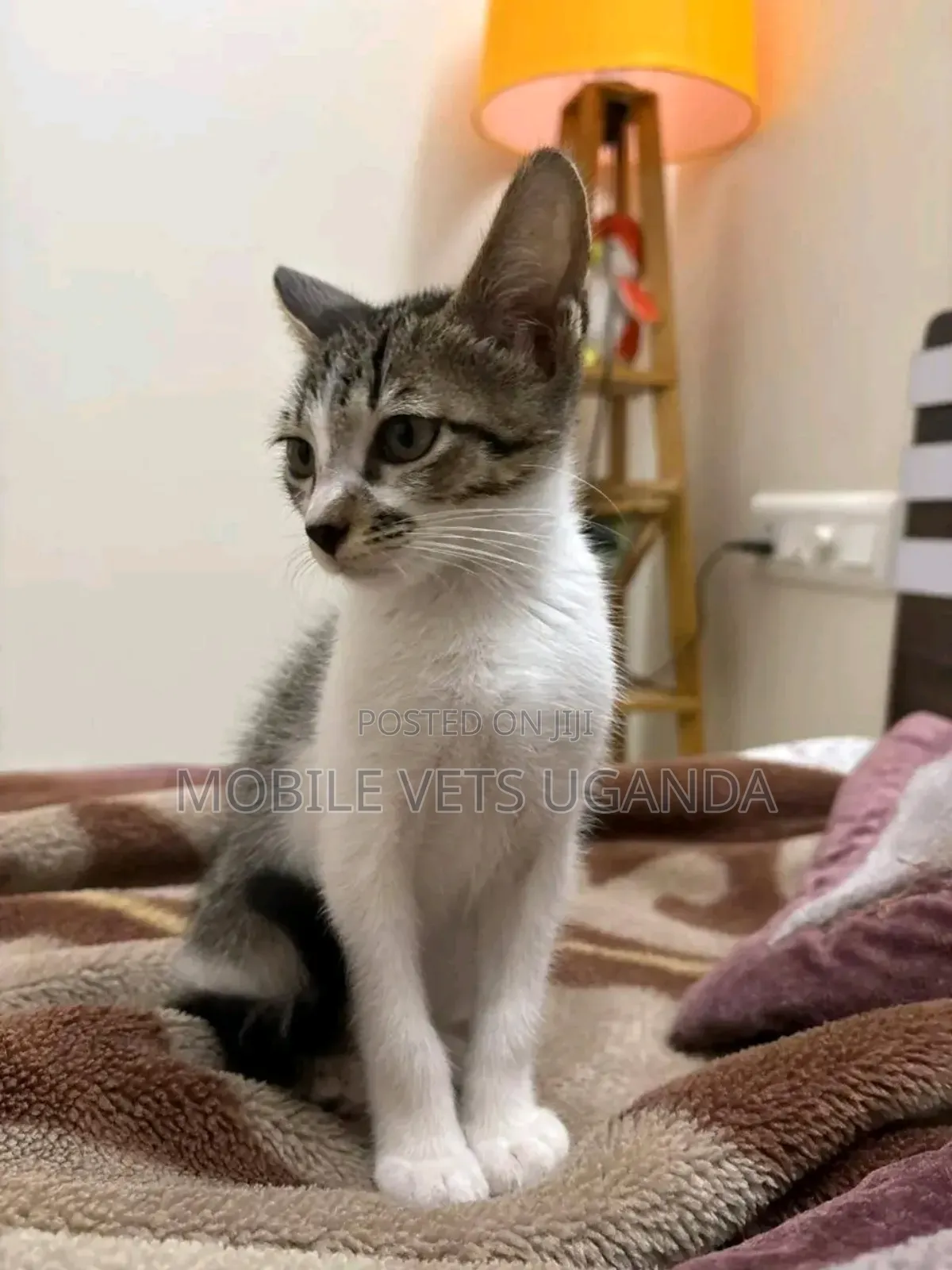 1-3 months Female Purebred Siamese