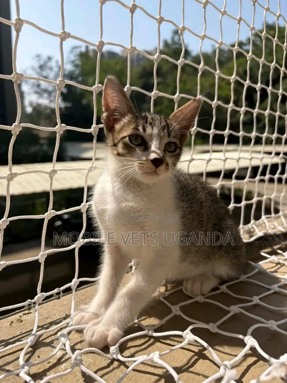 1-3 months Male Purebred Siberian