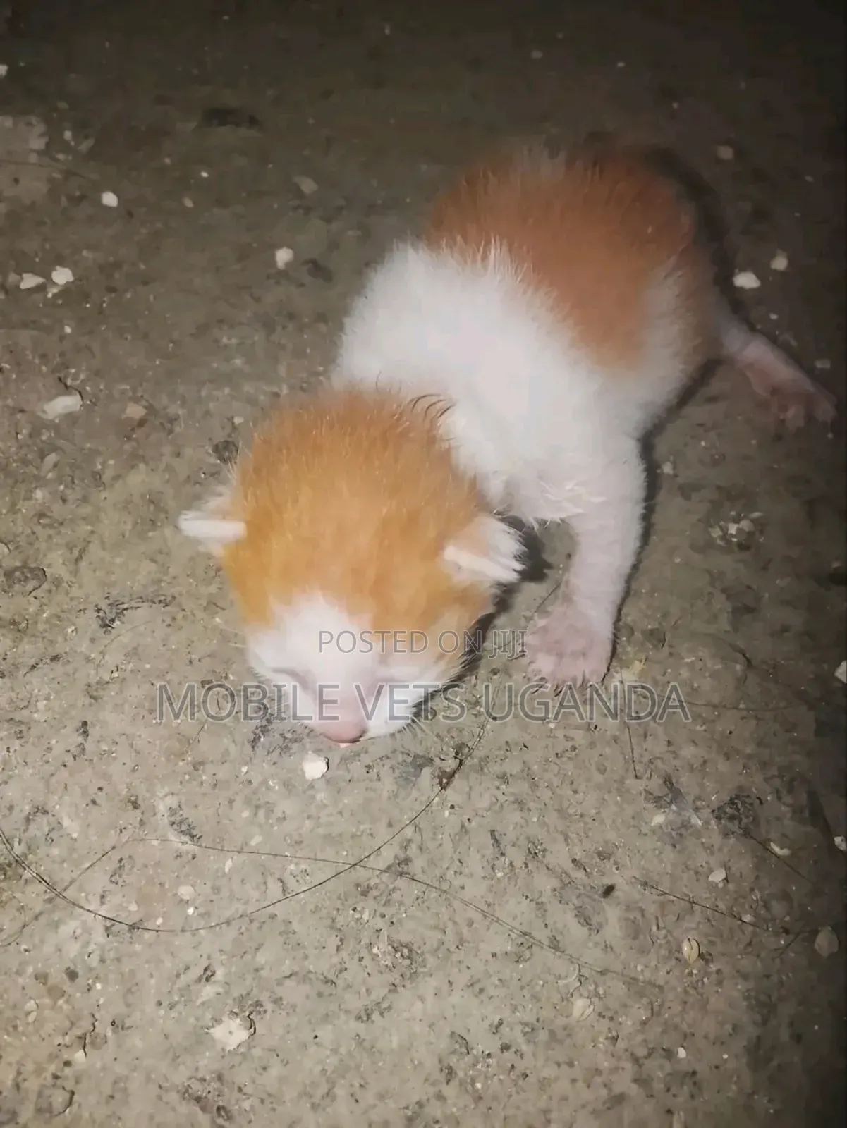 0-1 month Male Purebred Exotic