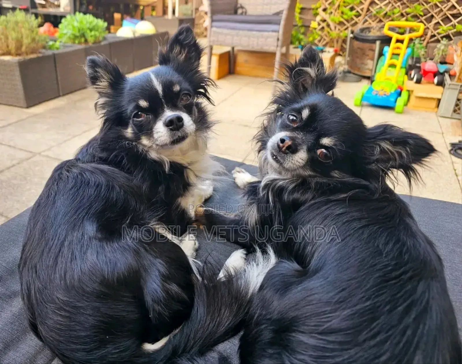 1-3 months Male Purebred Chihuahua