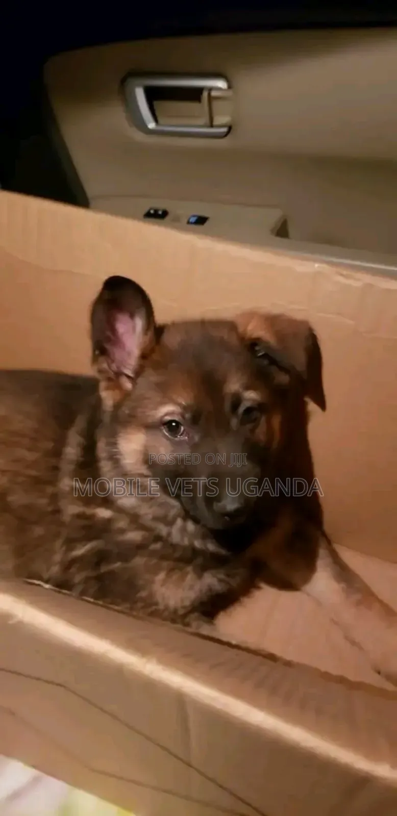 1-3 months Male Purebred German Shepherd