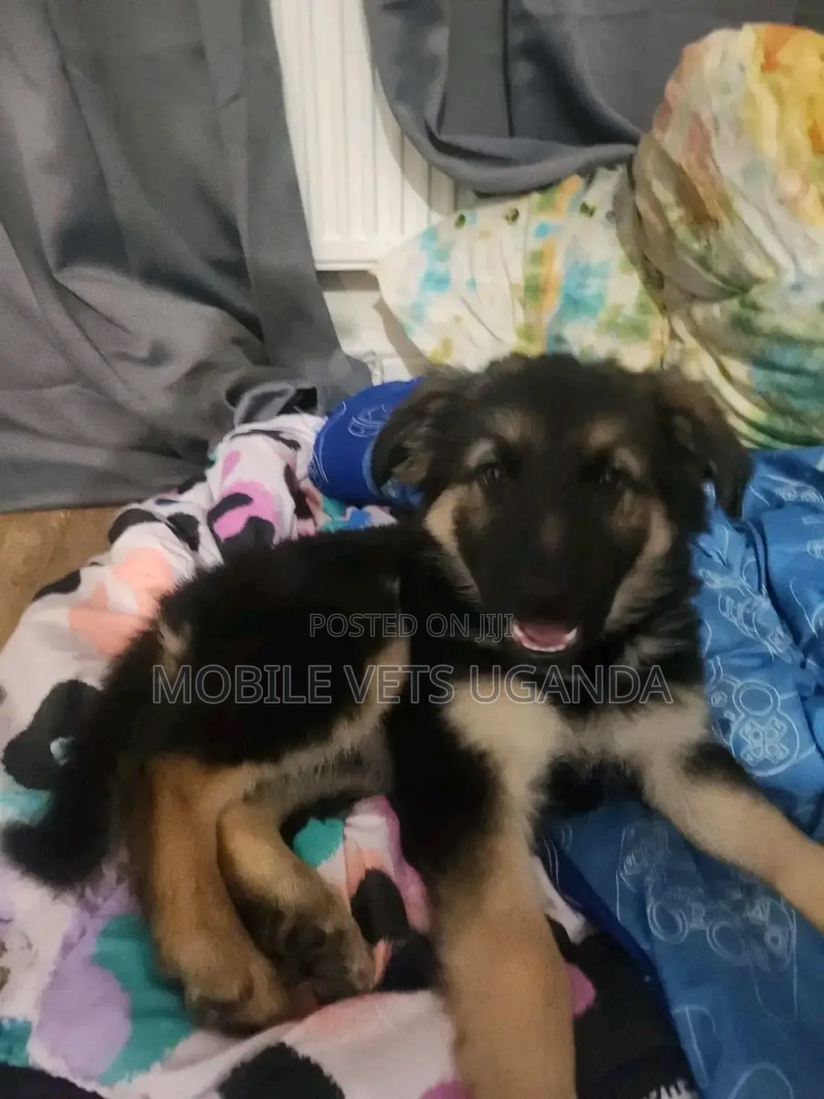 3-6 months Male Purebred German Shepherd