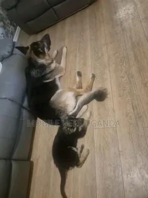 0-1 month Male Purebred German Shepherd