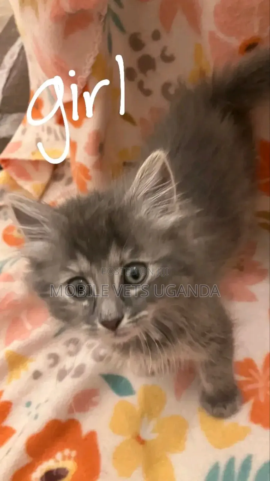0-1 month Female Purebred Savannah