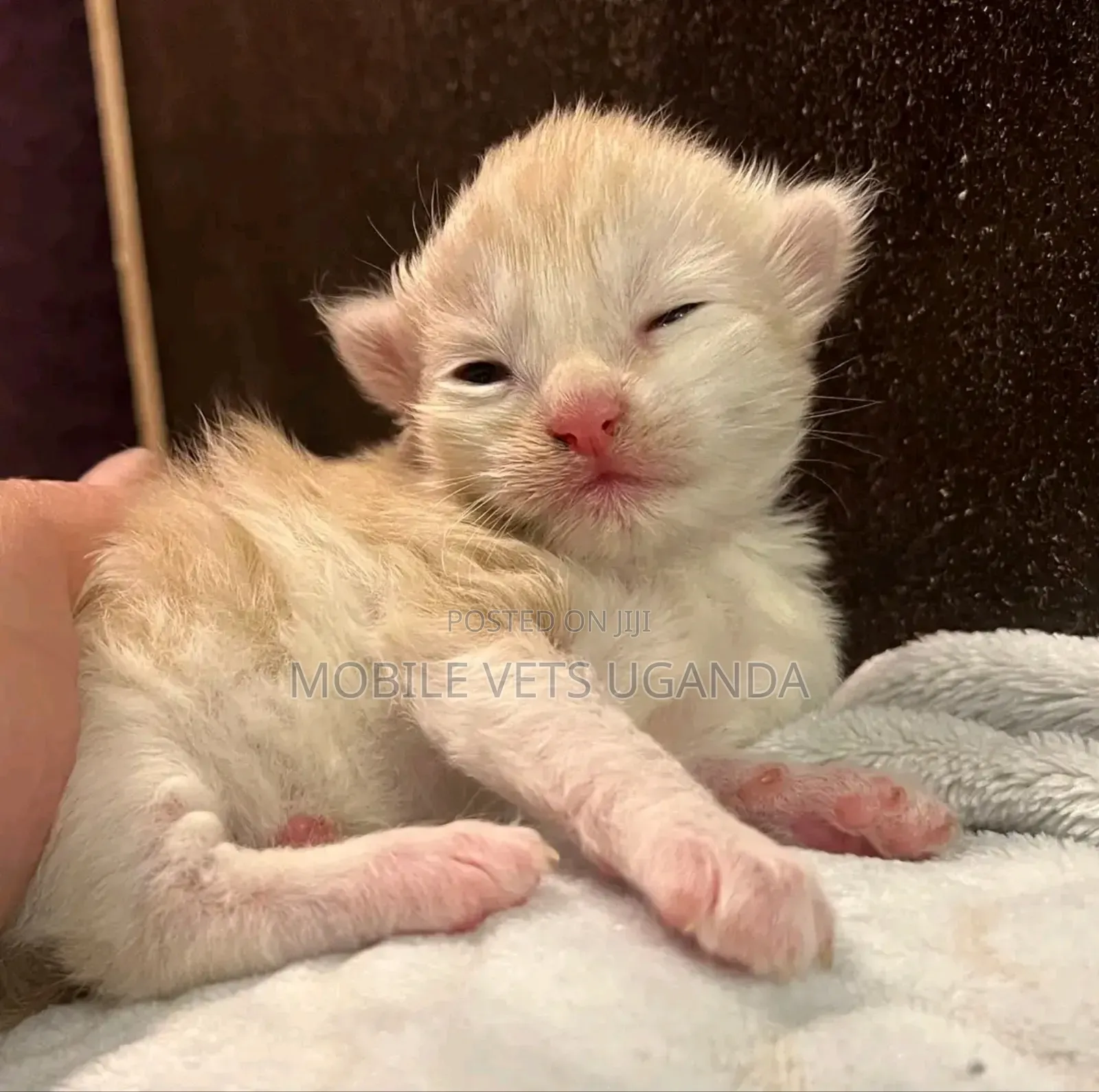 1-3 months Female Purebred Oriental