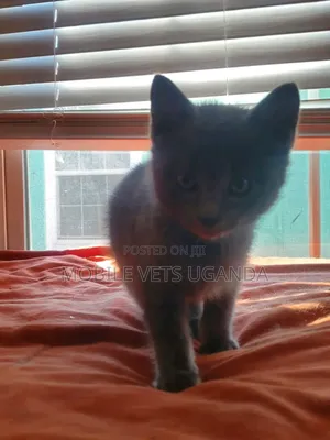 3-6 months Female Purebred Tabby