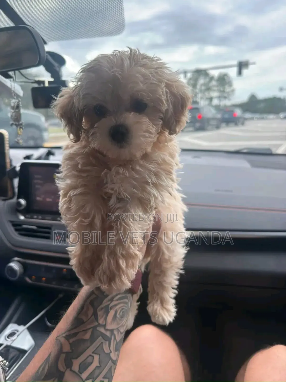3-6 months Male Purebred Maltese