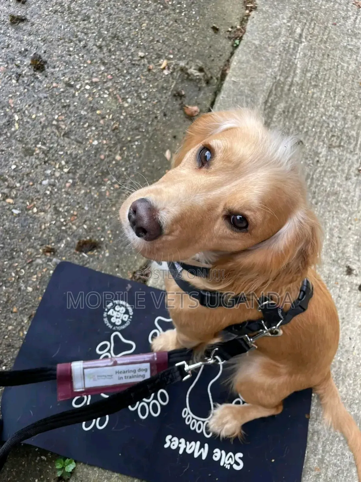 3-6 months Female Purebred Golden Retriever
