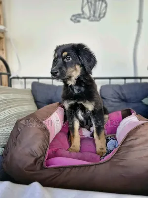 3-6 months Male Purebred German Shepherd