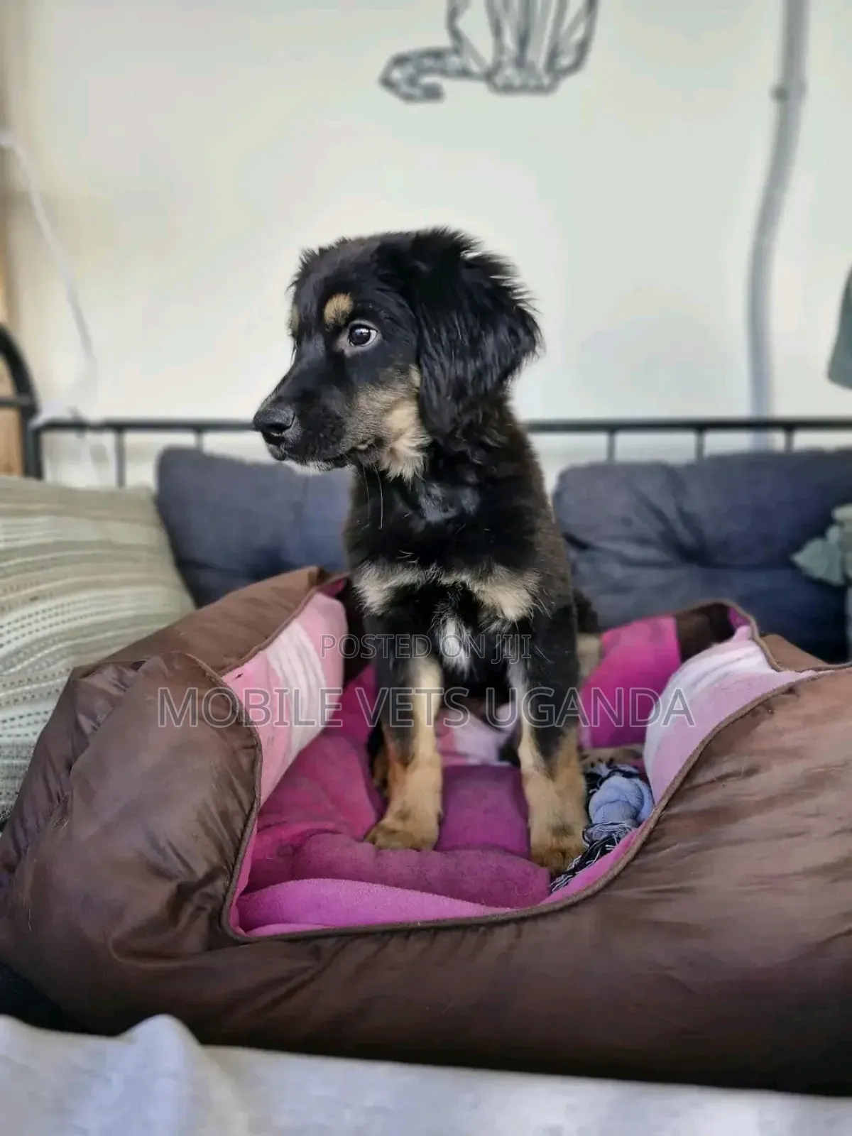 3-6 months Female Purebred German Shepherd