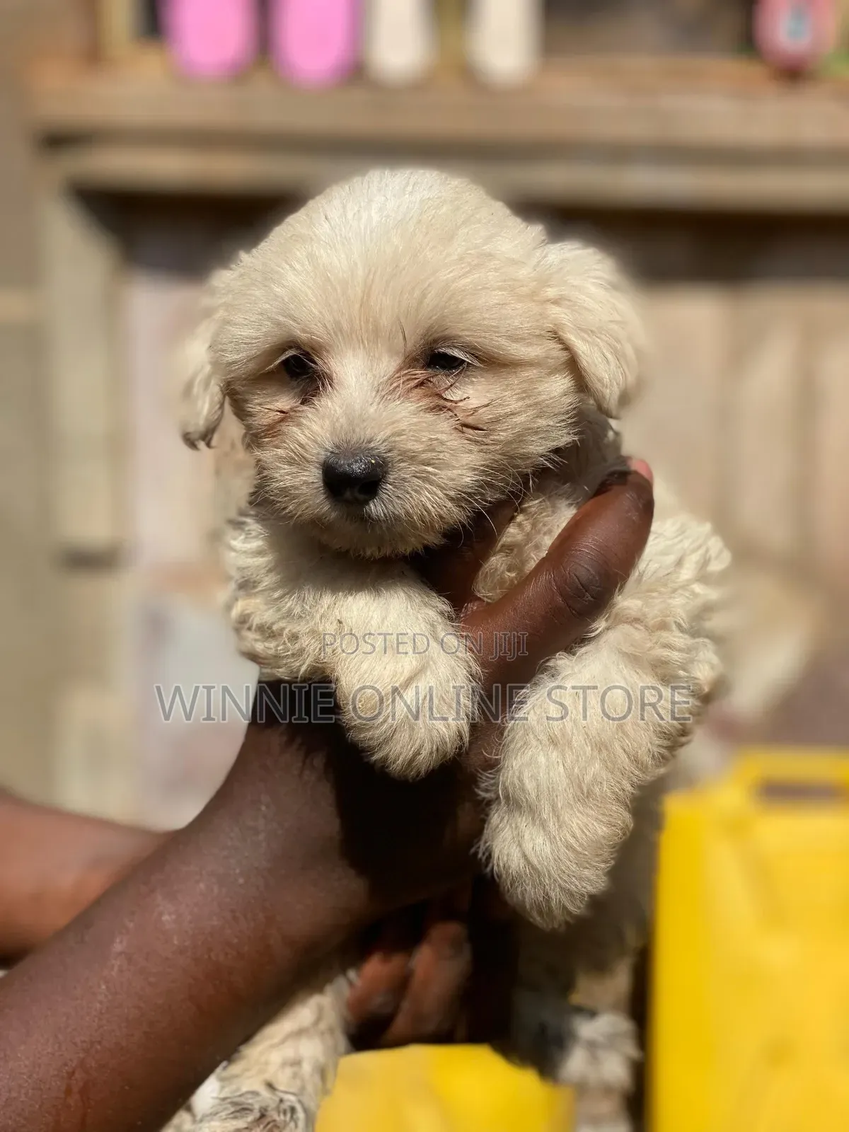 1-3 months Female Purebred Maltese