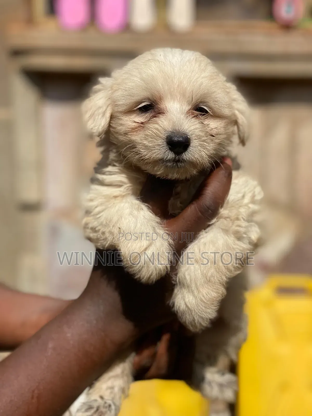 1-3 months Female Purebred Maltese
