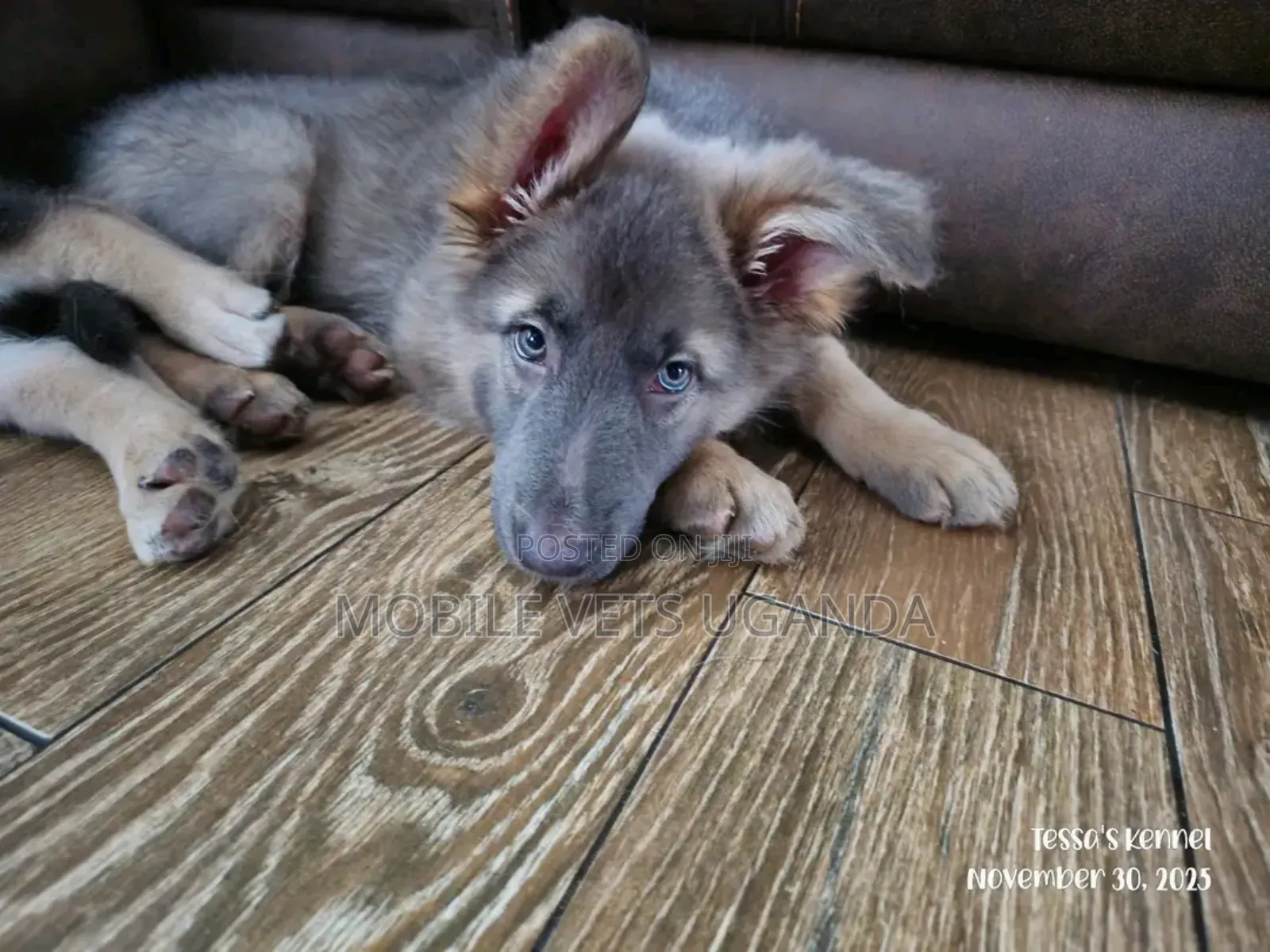 3-6 months Male Purebred German Shepherd