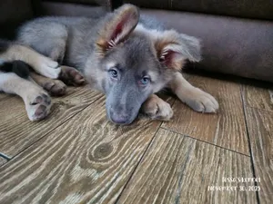 3-6 months Male Purebred German Shepherd
