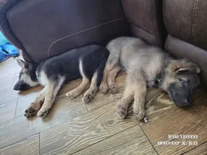 1-3 months Female Purebred German Shepherd