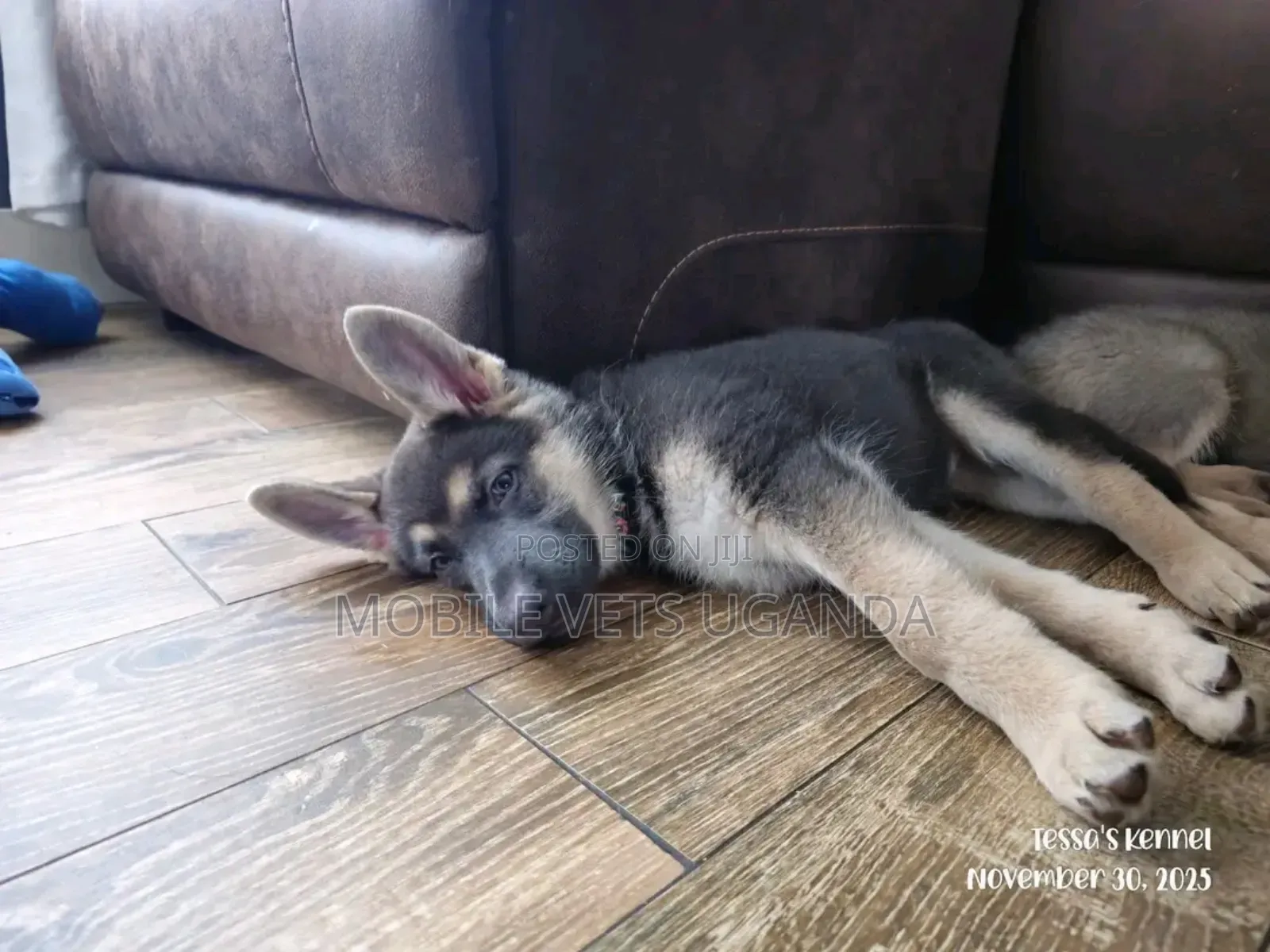 3-6 months Male Purebred German Shepherd