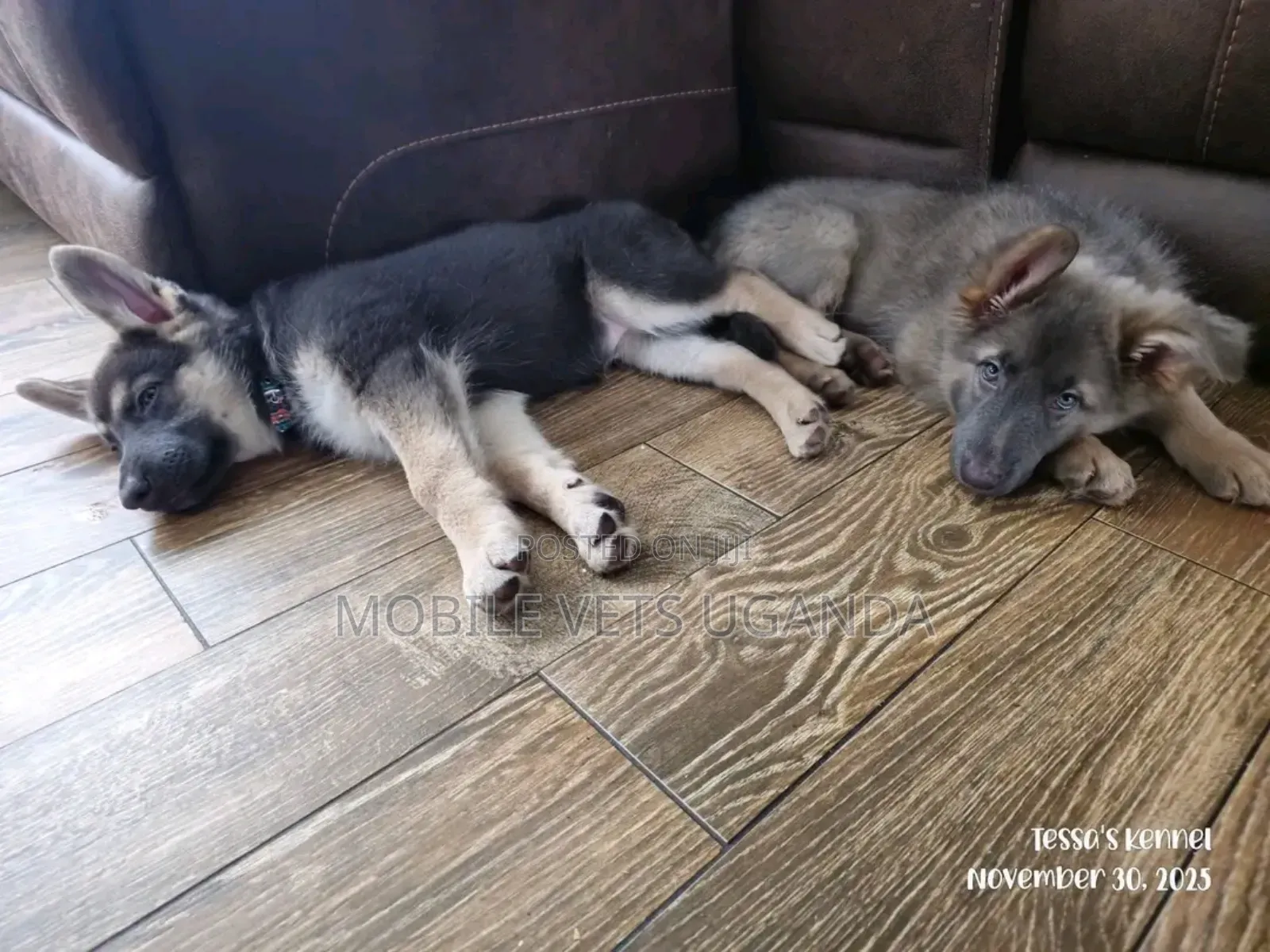 3-6 months Female Purebred German Shepherd
