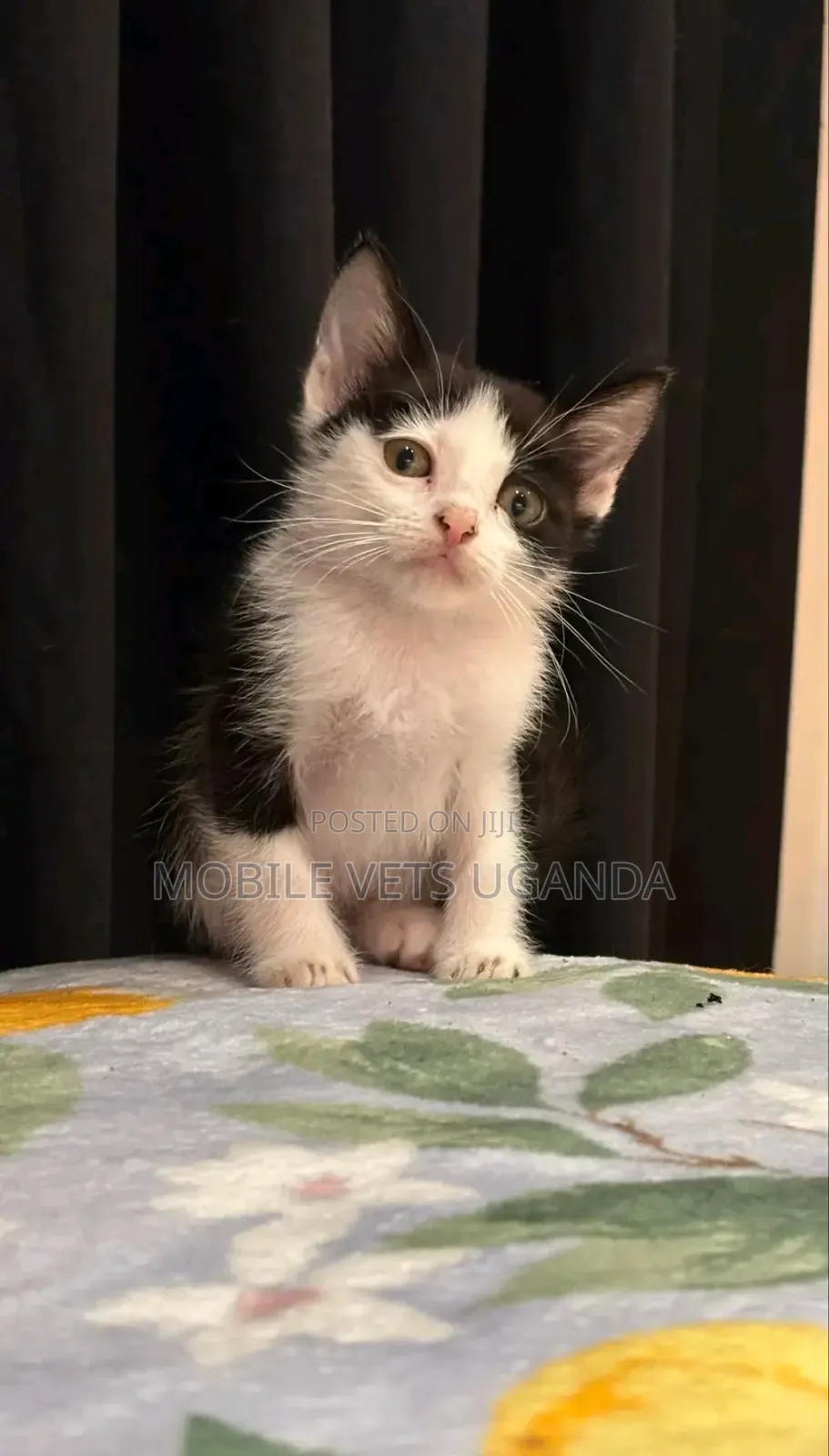 0-1 month Female Purebred European Burmese