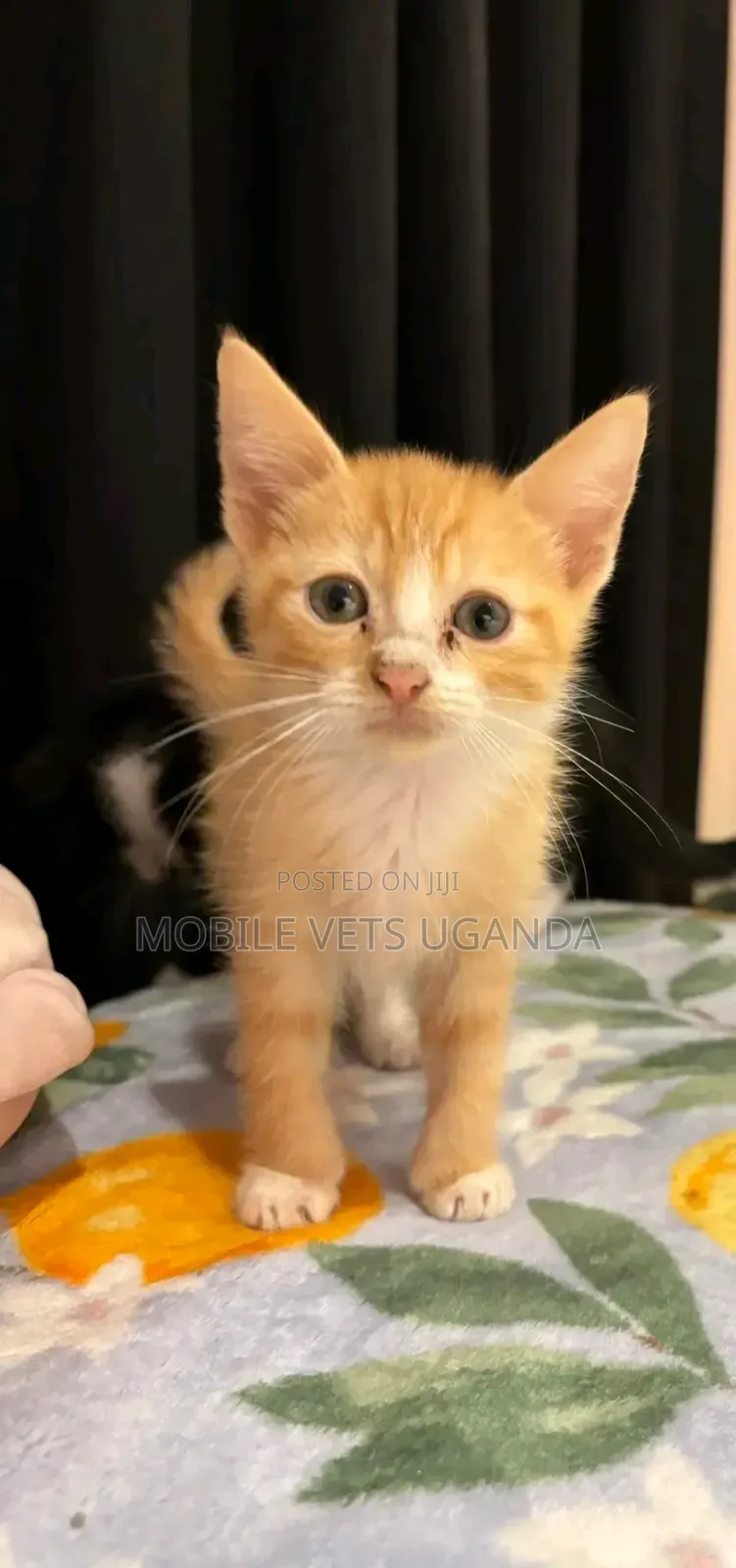 1-3 months Male Purebred American Shorthair