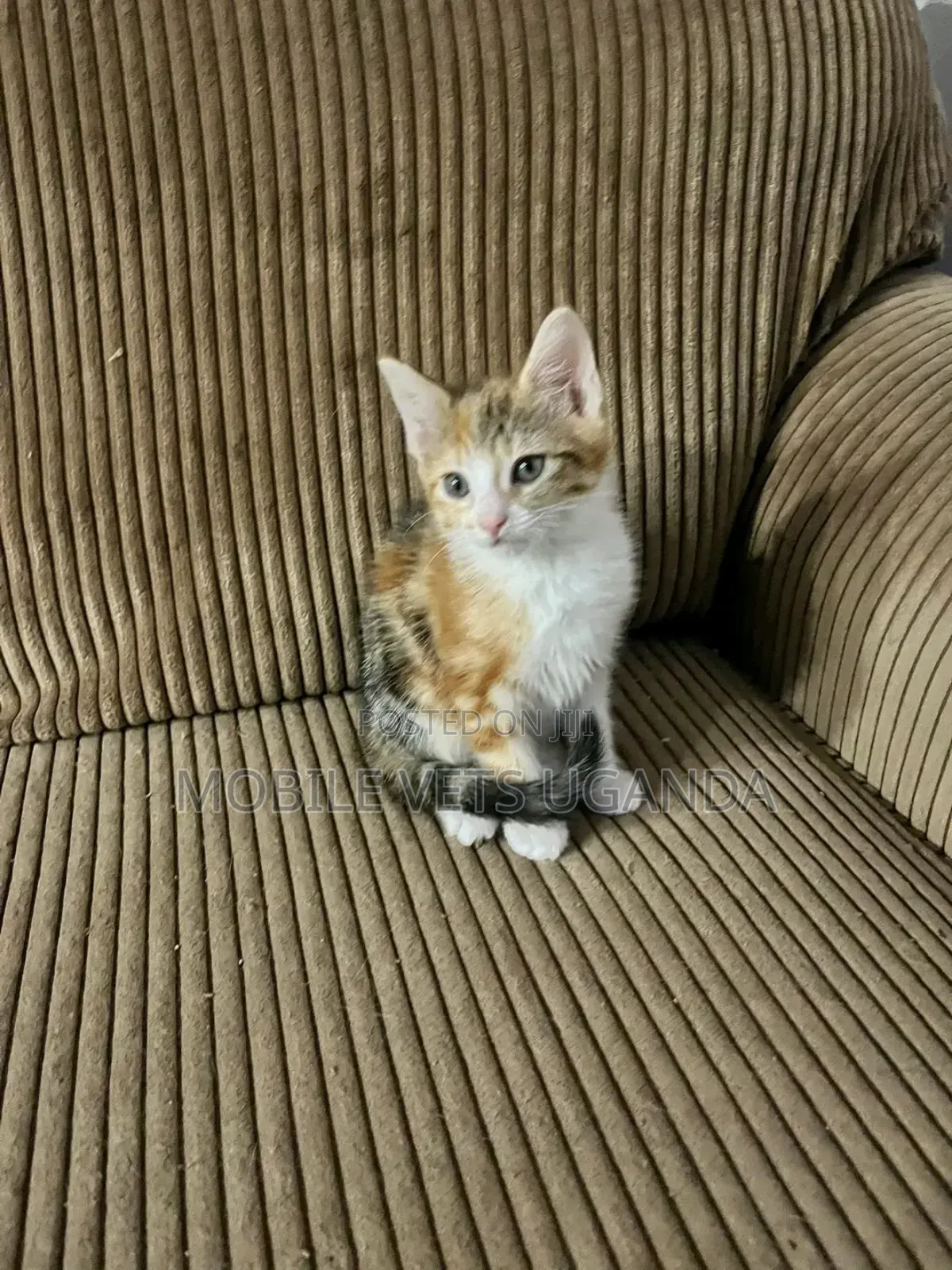 1-3 months Male Purebred Oriental