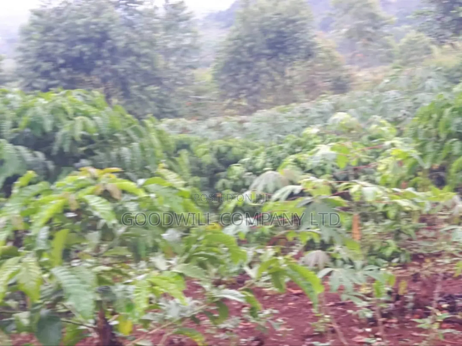 5 Acres of Land in Ttamu Mityana Before Mityana Town 4km Off Tamarc