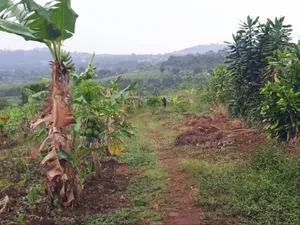 5 Acres of Land in Ttamu Mityana Before Mityana Town 4km Off Tamarc