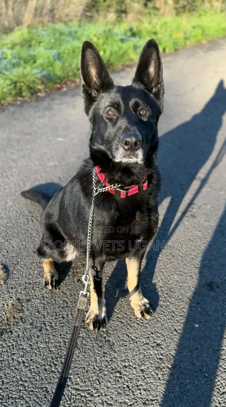 3-6 months Female Purebred German Shepherd