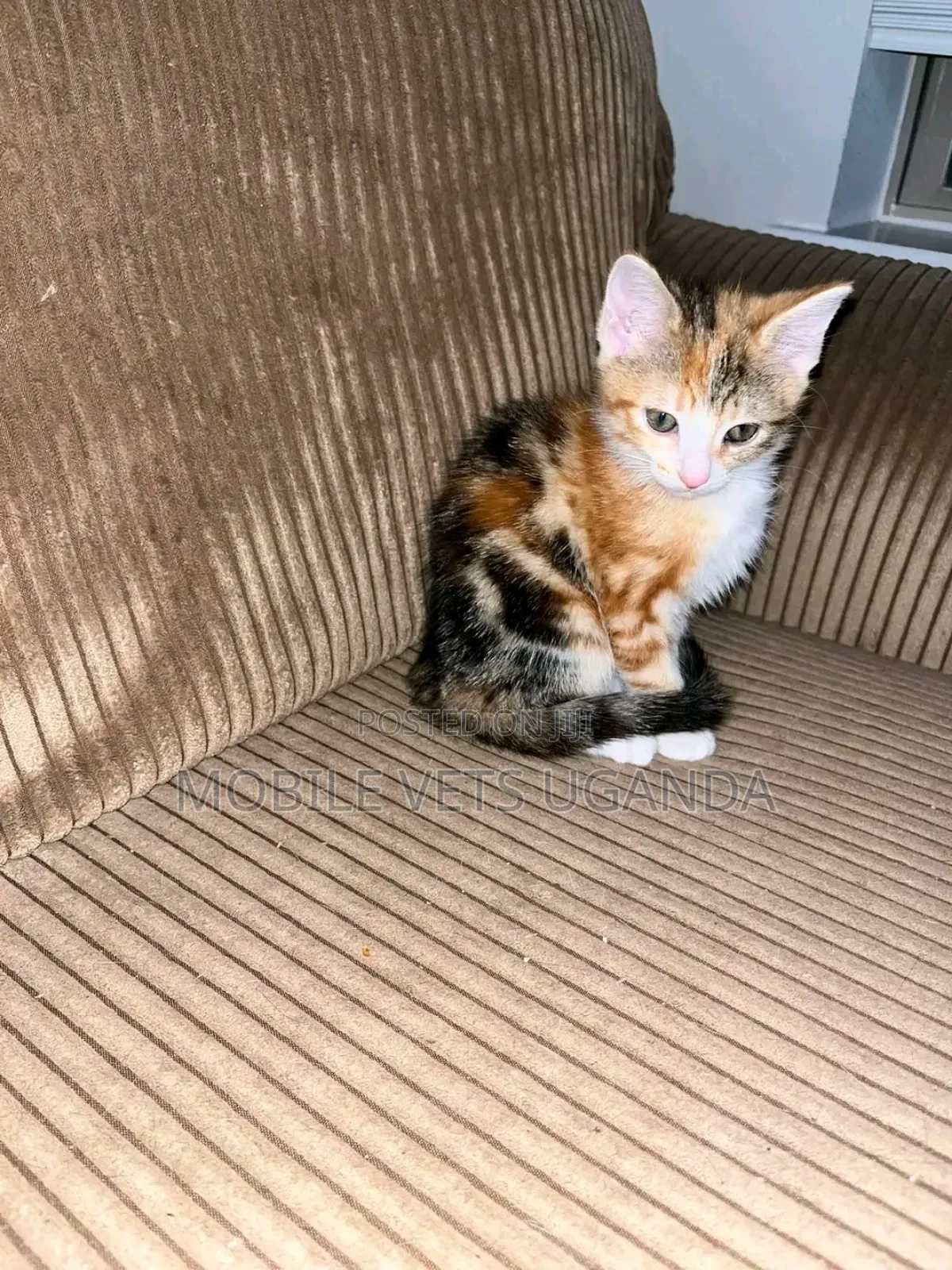 0-1 month Male Purebred Havana Brown