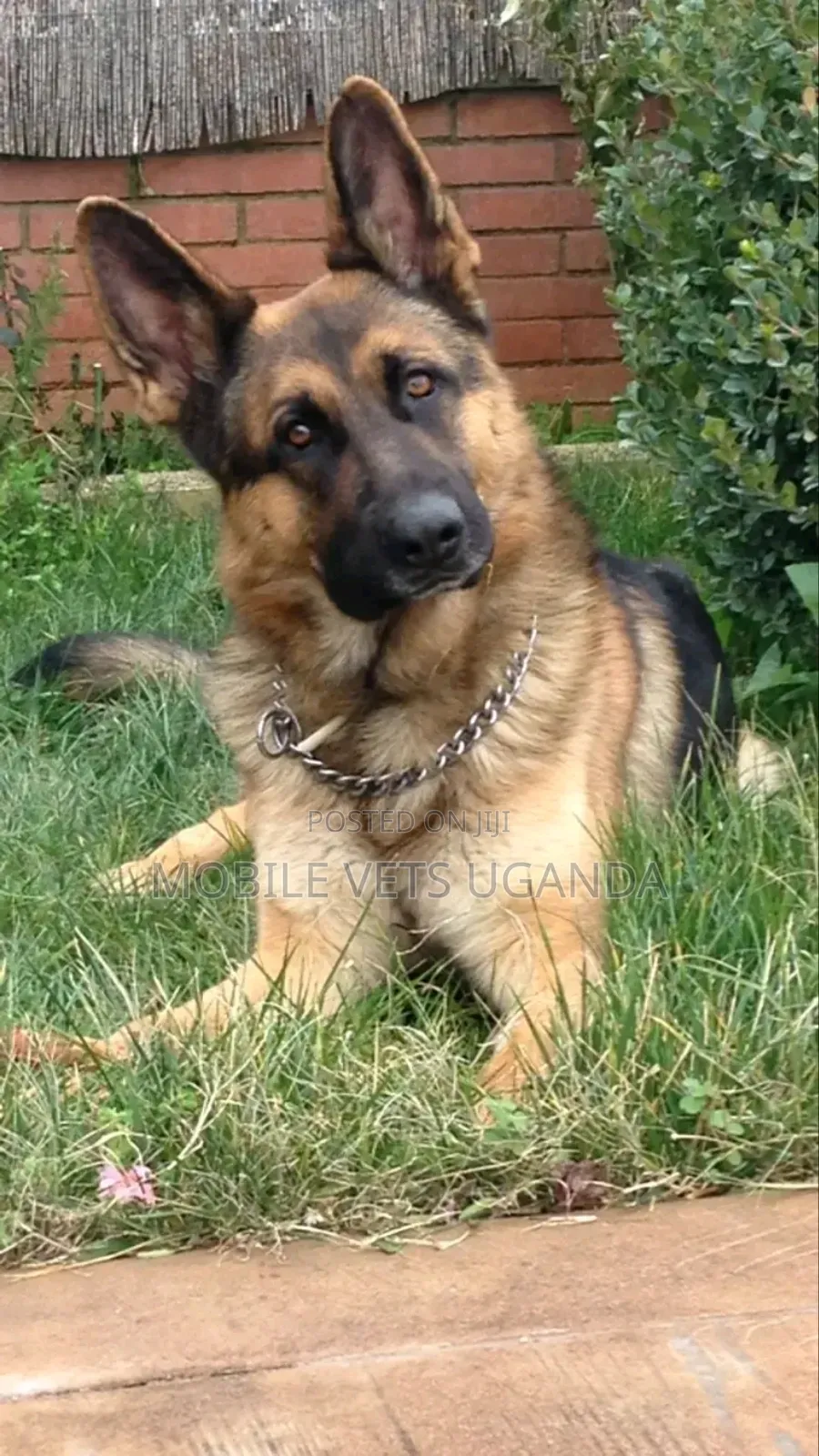 1+ year Male Purebred German Shepherd