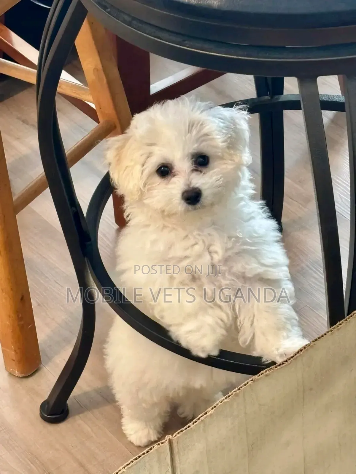 1-3 months Male Purebred Maltese