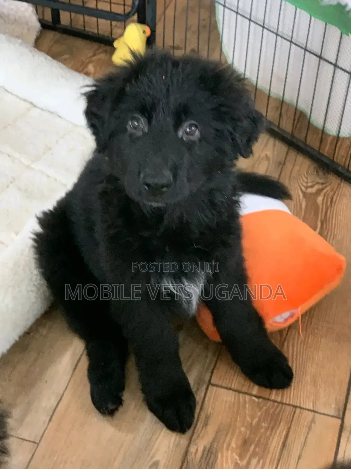1-3 months Male Purebred German Shepherd