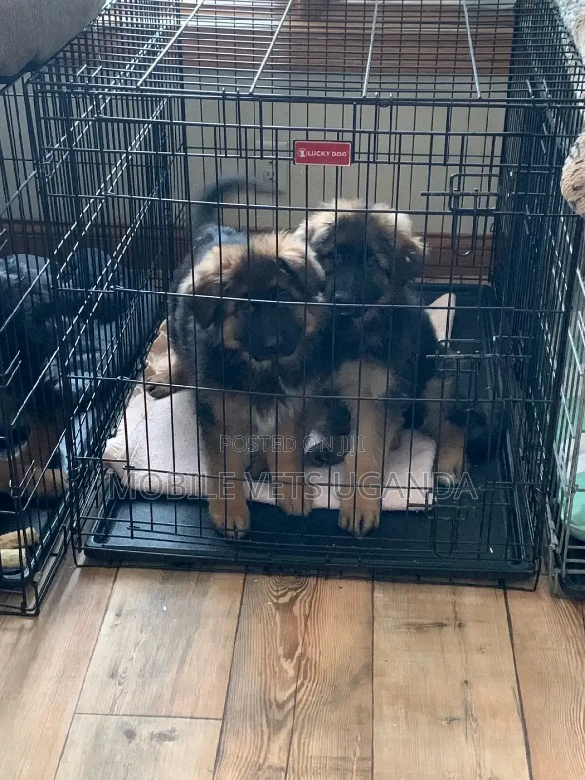 1-3 months Male Purebred German Shepherd