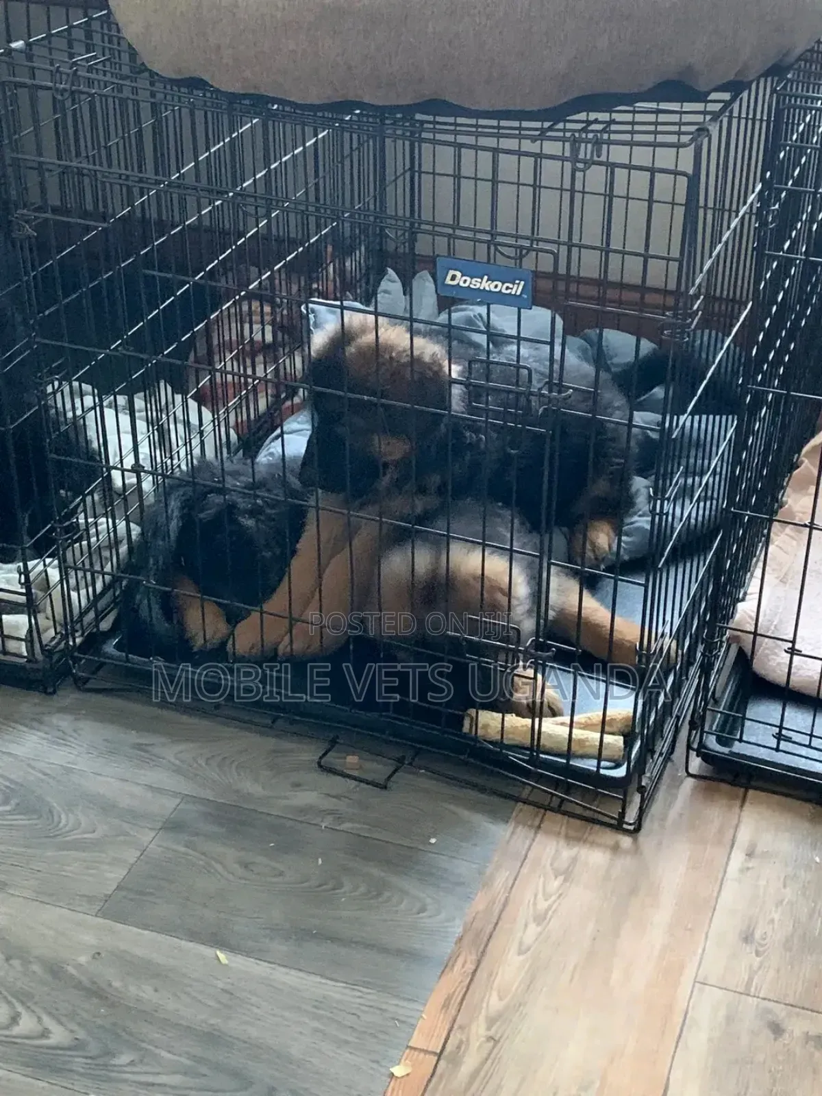 1-3 months Male Purebred German Shepherd