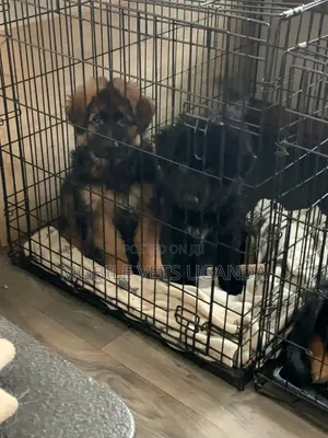 3-6 months Female Purebred German Shepherd