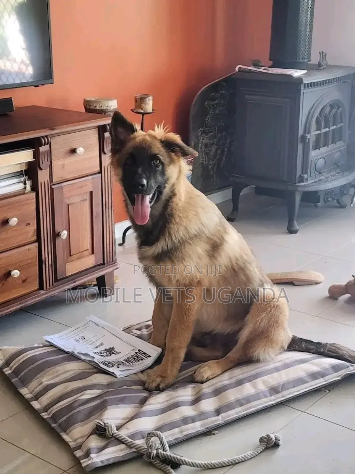 3-6 months Male Purebred German Shepherd