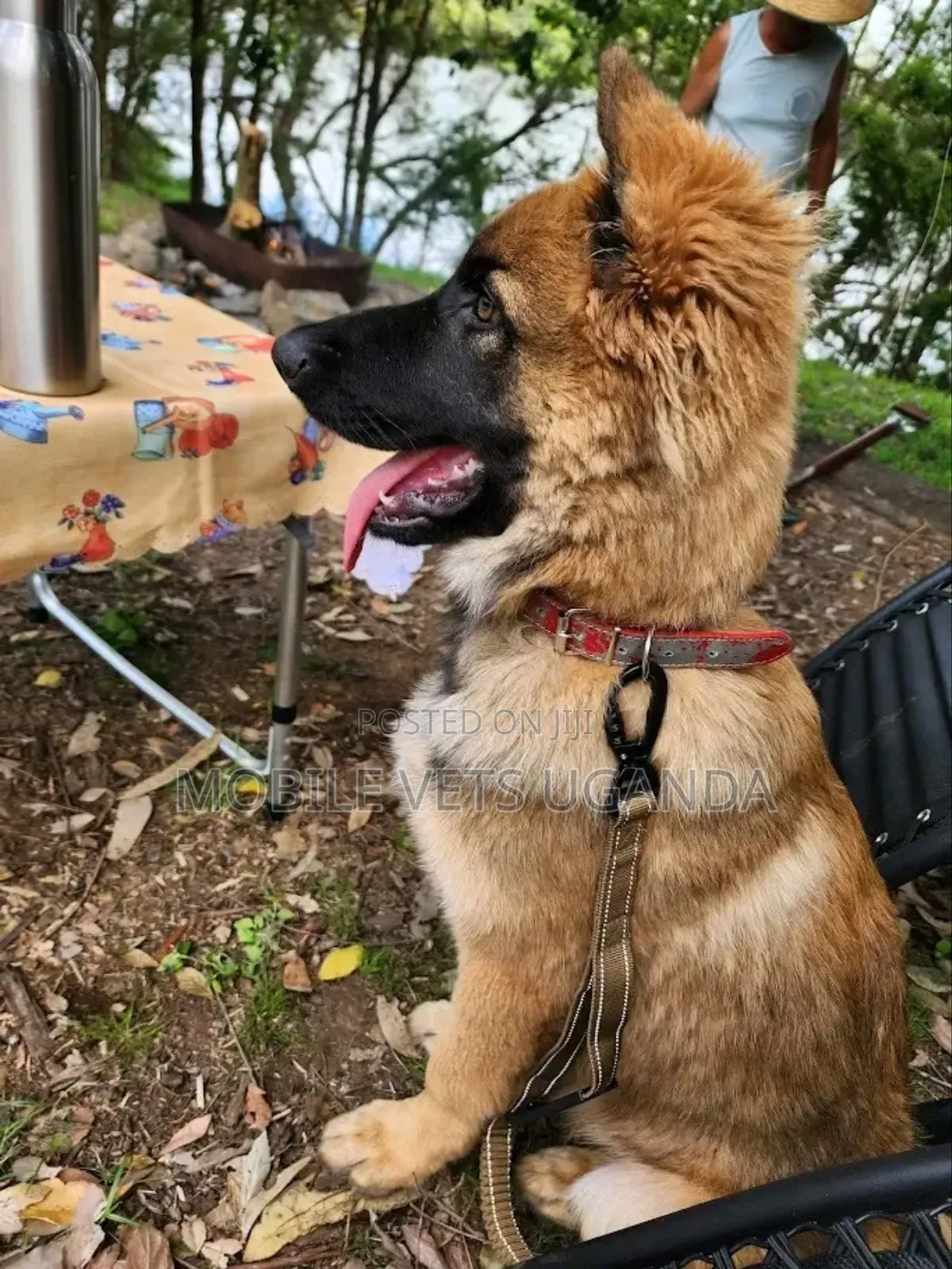 3-6 months Male Purebred German Shepherd