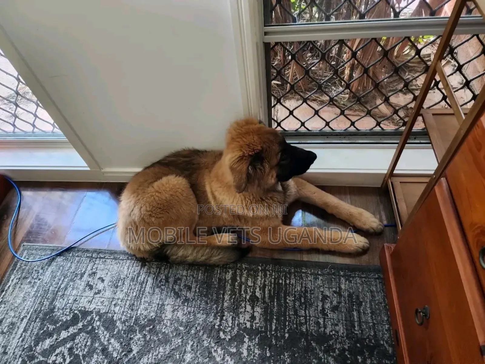 1-3 months Female Purebred German Shepherd