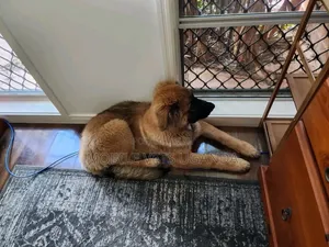1-3 months Female Purebred German Shepherd