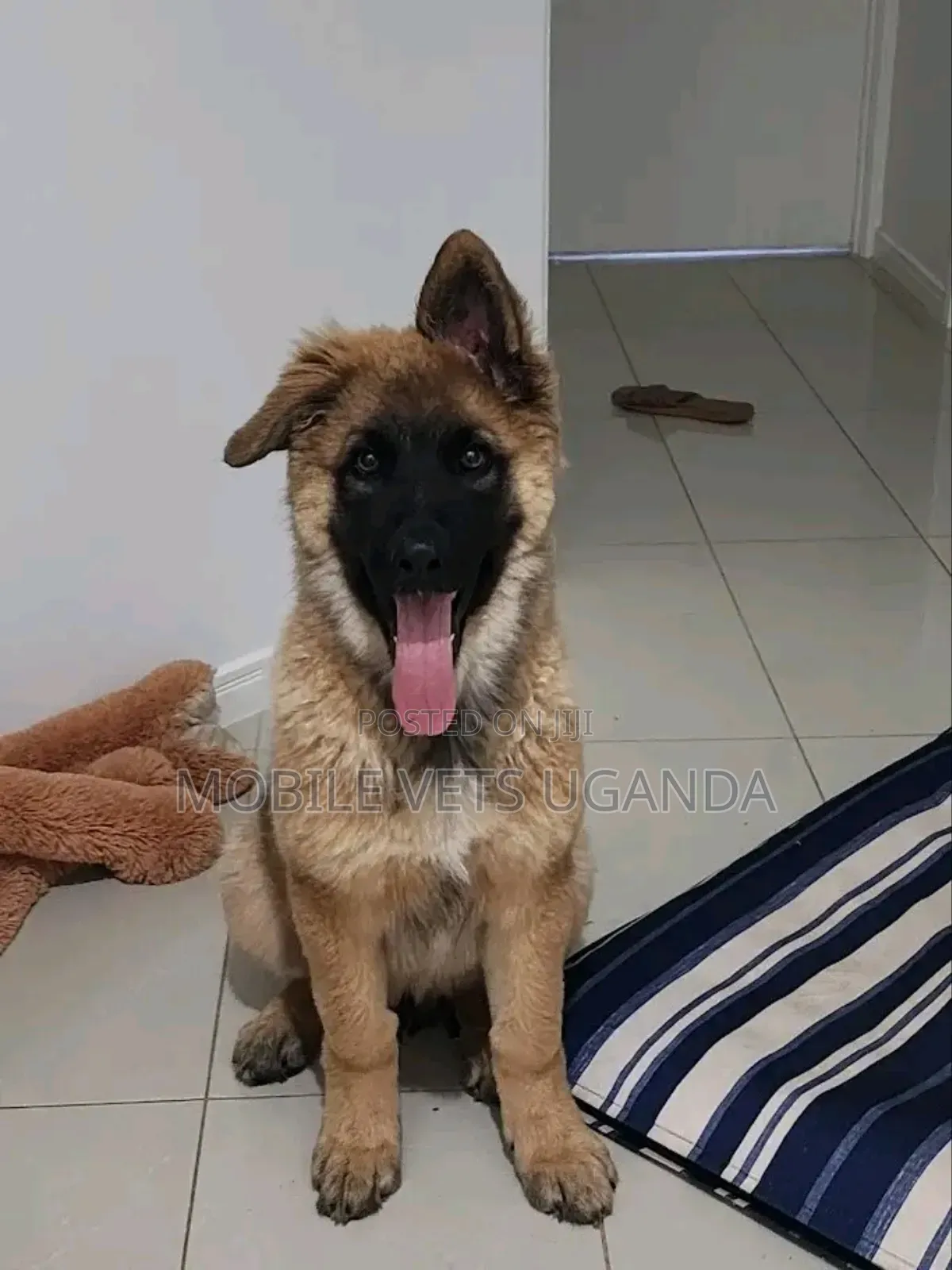 3-6 months Male Purebred German Shepherd