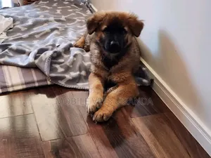 1-3 months Female Purebred German Shepherd