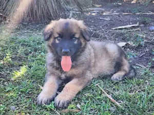 0-1 month Female Purebred German Shepherd