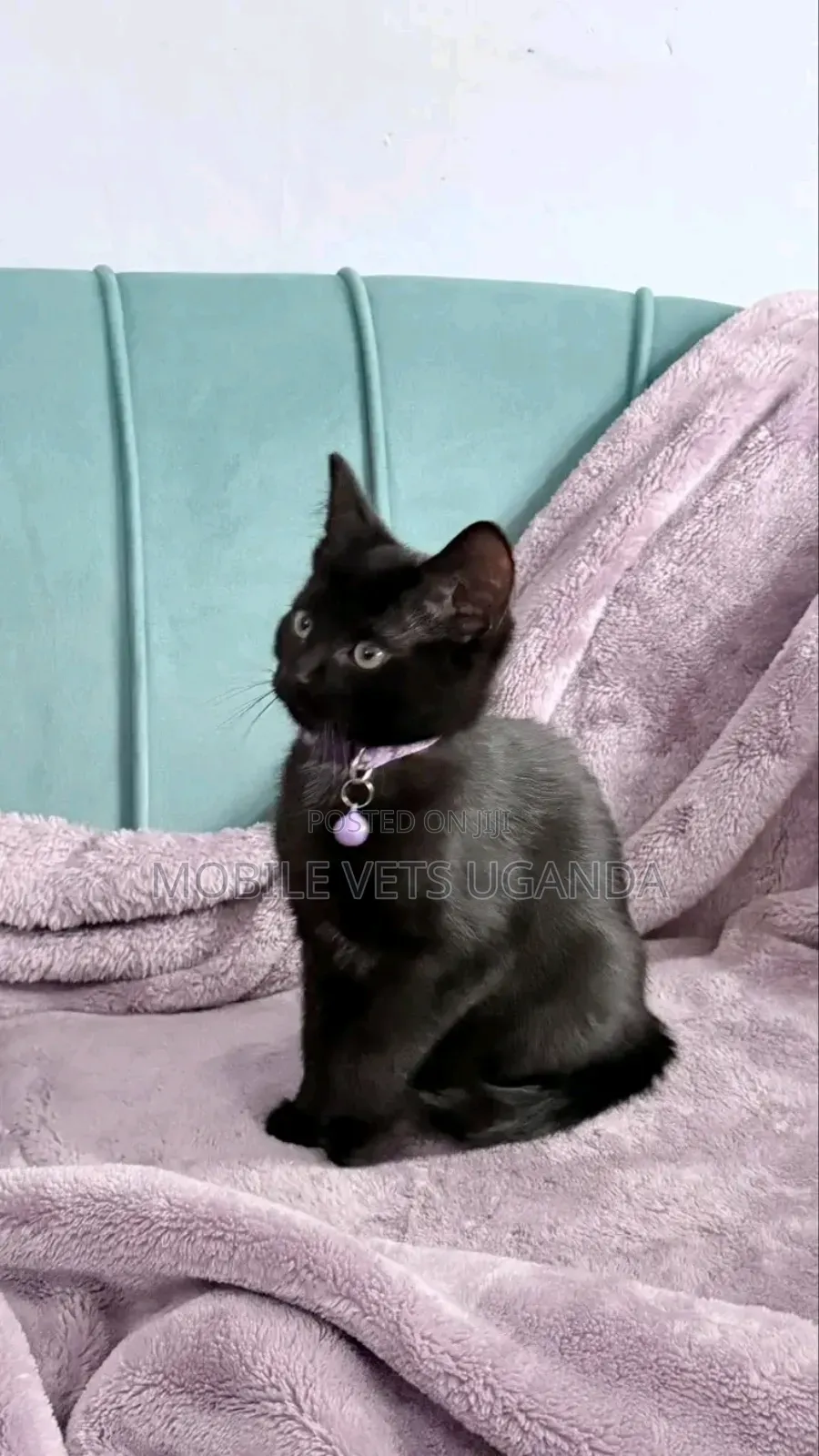 1-3 months Male Purebred Korat