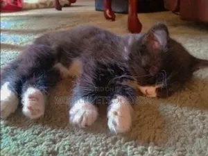 1-3 months Female Purebred Norwegian Forest
