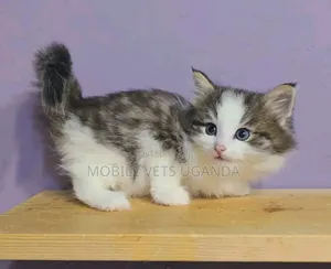 0-1 month Female Purebred Japanese Bobtail