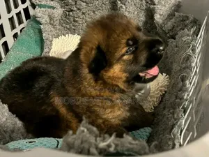 0-1 month Male Purebred German Shepherd