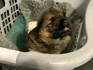 1-3 months Female Purebred German Shepherd