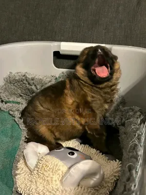 1-3 months Male Purebred German Shepherd