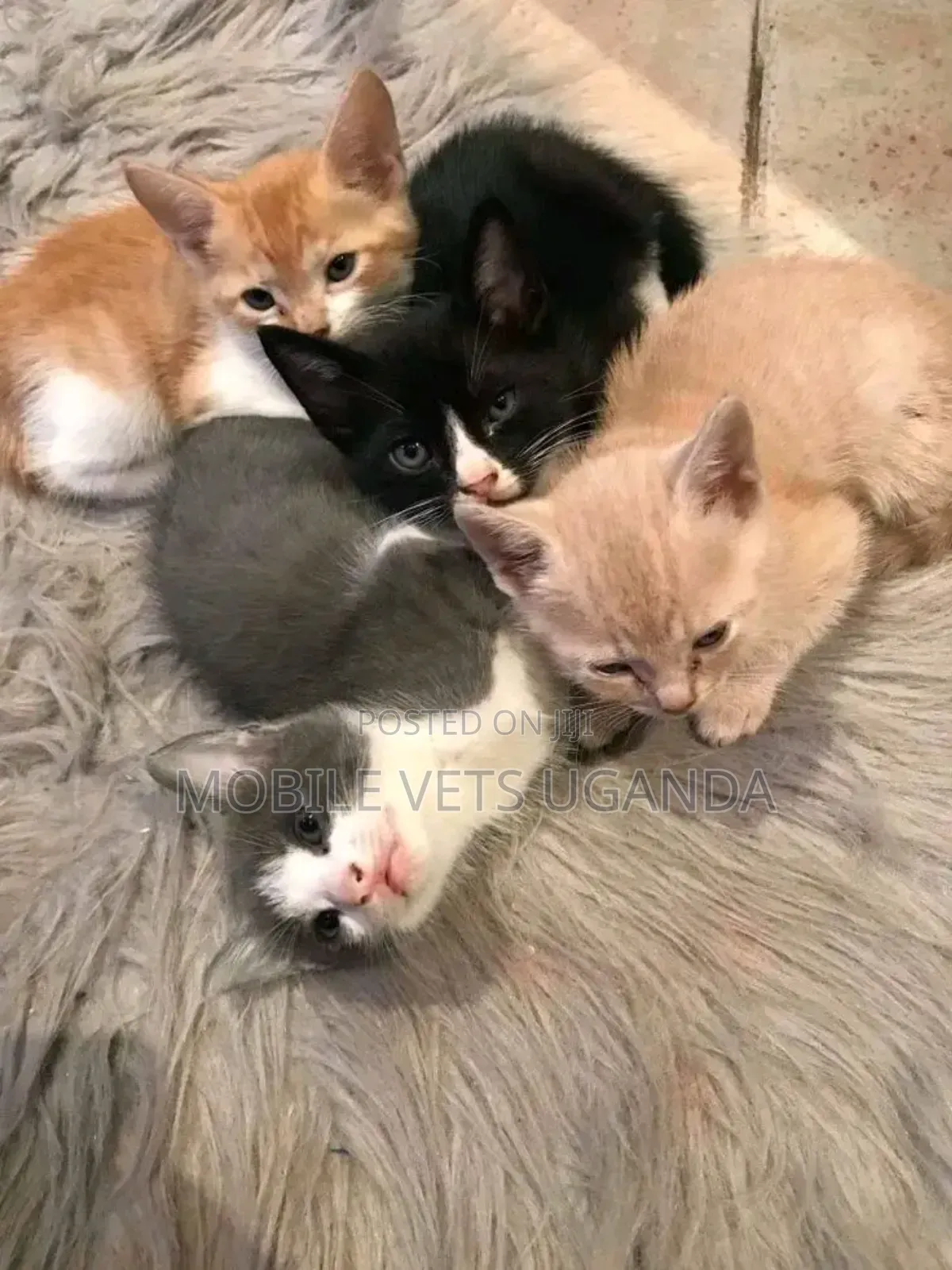 0-1 month Female Purebred British Shorthair