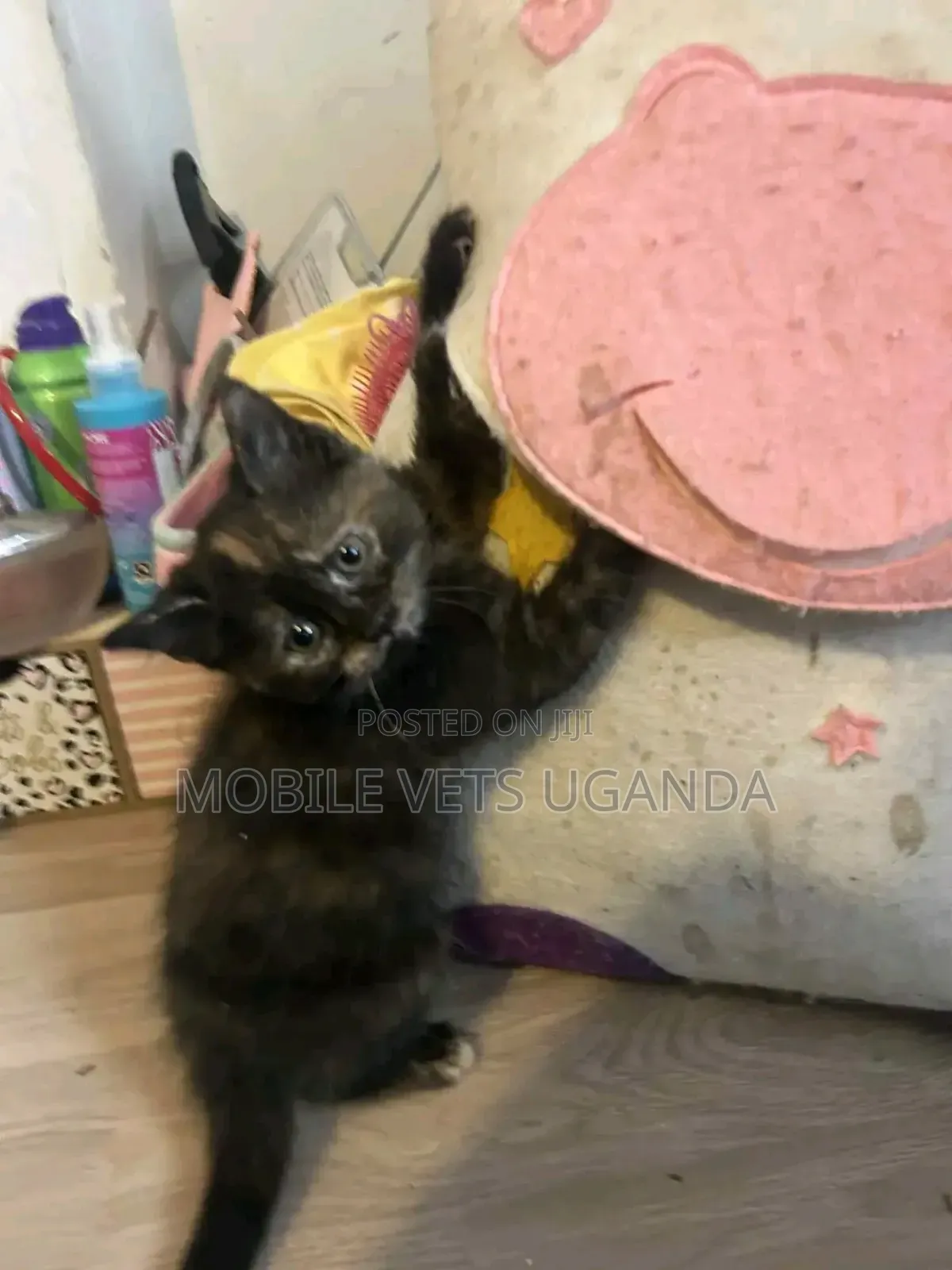 1-3 months Male Purebred Turkish Van